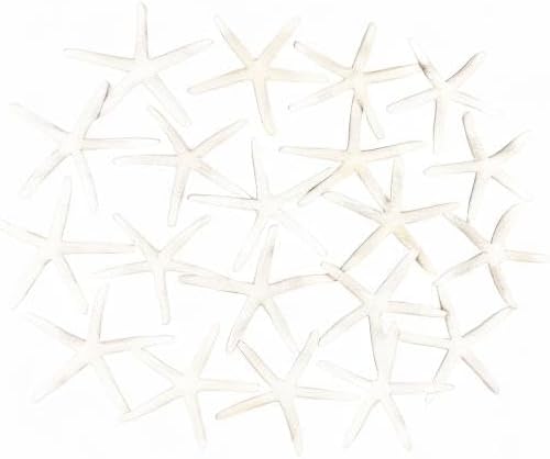Jangostor 20 PCS Starfish, 2.5" to 4" Natural Seashells Starfish Star Fish Shells Decorations White Starfish Ornaments Perfect for Wedding Beach Theme Party Home Decorations, DIY Crafts, Fish Tank