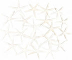Jangostor 20 PCS Starfish, 2.5" to 4" Natural Seashells Starfish Star Fish Shells Decorations White Starfish Ornaments Perfect for Wedding Beach Theme Party Home Decorations, DIY Crafts, Fish Tank
