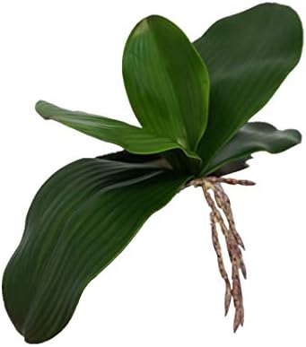 Sweet Home Deco Gel Coated Phanaenopsis Orchid Artificial Greenery Leaf with Realistic Roots Set of 2 (1, 10''L)
