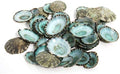 Green Limpet Seashells 144 Piece Bulk Shell Craft