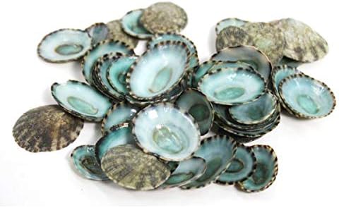 Green Limpet Seashells 144 Piece Bulk Shell Craft