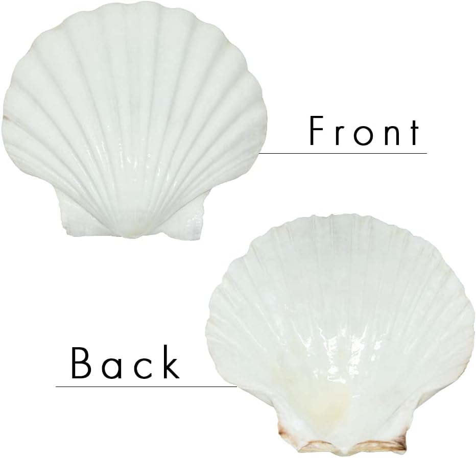 SEAJIAYI 6PCS Scallop Shells for Serving Food,Baking Shells Large Natural White Scallops from Sea Beach for DIY Craft Decor 4-5 Inches