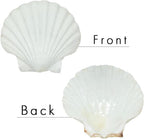 SEAJIAYI 6PCS Scallop Shells for Serving Food,Baking Shells Large Natural White Scallops from Sea Beach for DIY Craft Decor 4-5 Inches