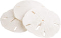 Real Sand Dollars 3" to 3.5" (3 Pack) – Sand Dollar Wall Art & Ornament Set – Beach Wedding Decor – Nautical Party Table Decor – Mini Shells for Crafts – Coastal Gifts
