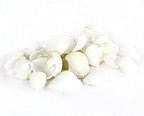 Super Z Outlet Sea Shells Mixed Beach Seashells - Various Sizes up to 2" Shells -Bag of Approx. 50 Seashells