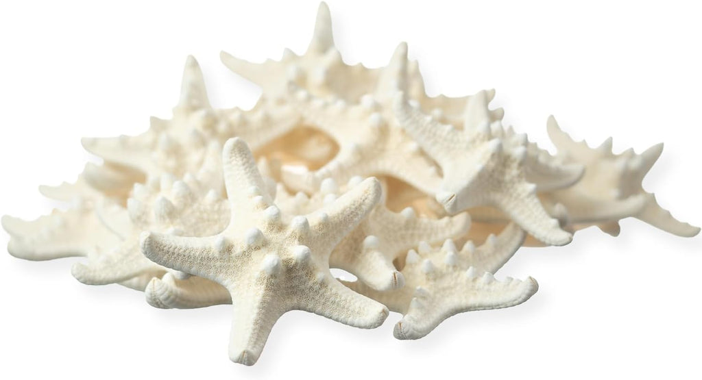 Real Knobby Starfish | 24 Real Knobby Starfish White 2" to 3.5" Beach Wedding Decor, Coastal Party Decorations, Seashell Decor