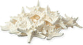 Real Knobby Starfish | 24 Real Knobby Starfish White 2" to 3.5" Beach Wedding Decor, Coastal Party Decorations, Seashell Decor