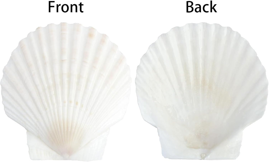 20 PCS Natural Scallop Shells for Crafts, 3 Inch White Seashell Decor for Home, Sea Shells for Decorating, DIY, Painting, Baking, Beach Wedding Decorations
