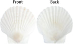 20 PCS Natural Scallop Shells for Crafts, 3 Inch White Seashell Decor for Home, Sea Shells for Decorating, DIY, Painting, Baking, Beach Wedding Decorations