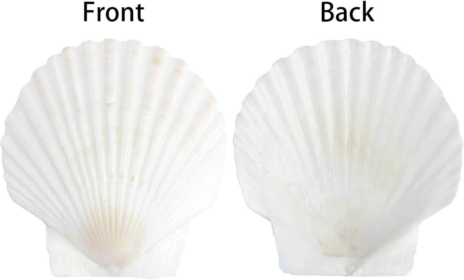 20 PCS Natural Scallop Shells for Crafts, 3 Inch White Seashell Decor for Home, Sea Shells for Decorating, DIY, Painting, Baking, Beach Wedding Decorations