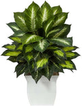 Nearly Natural 2ft. Golden Dieffenbachia Artificial Plant in White Metal Planter