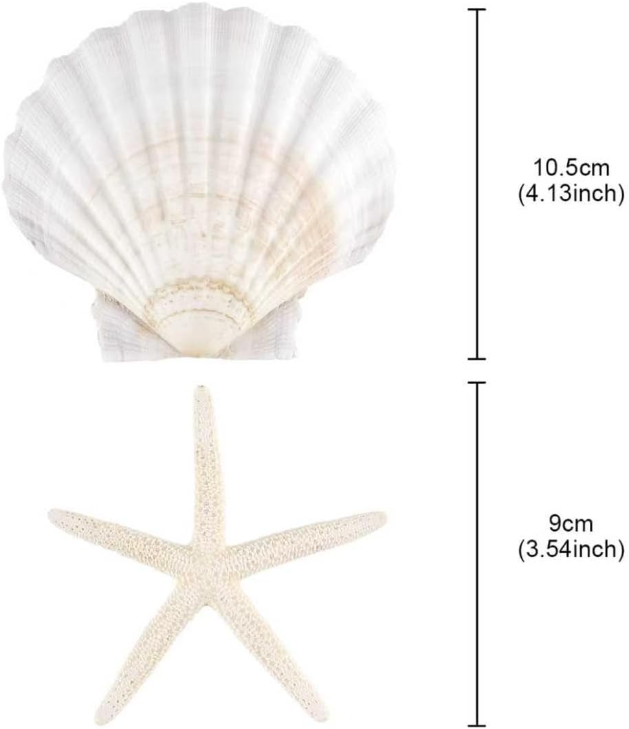 PPCLION 8 PCS Natural 4-5" Scallop Shell and Starfish for Crafts Making Beach Theme Party Wedding Decoration, Home Wall Decor, Christmas Ornaments