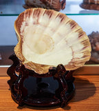 4 Piece 5-6" Lion's Paw Sea Shell，for Baking Smudging Crafts Beach Decor - Ocean Beach Seashells Perfect for Home Decoration, Art Craft, Vase Filler Fish Tank