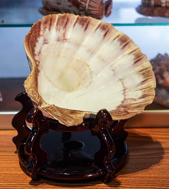 4 Piece 5-6" Lion's Paw Sea Shell，for Baking Smudging Crafts Beach Decor - Ocean Beach Seashells Perfect for Home Decoration, Art Craft, Vase Filler Fish Tank