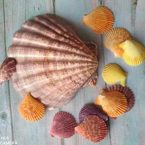 4 Piece 5-6" Lion's Paw Sea Shell，for Baking Smudging Crafts Beach Decor - Ocean Beach Seashells Perfect for Home Decoration, Art Craft, Vase Filler Fish Tank