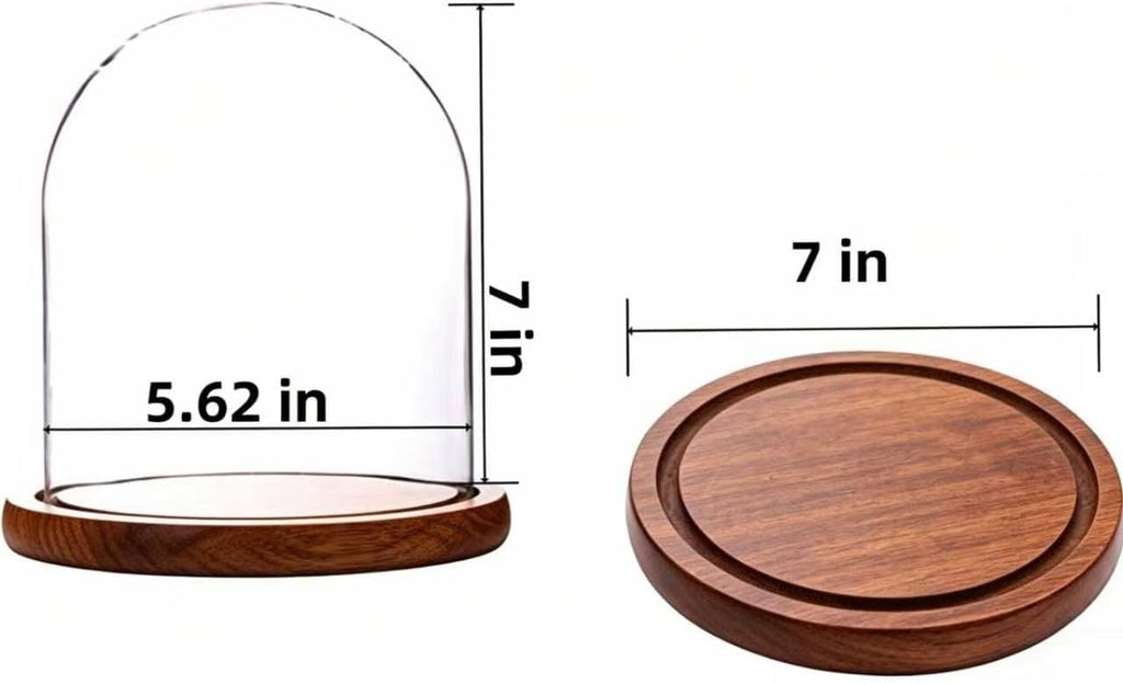 Dome with Base Glass Cloche Glass Cloche Bell Jar Display Dome with Wooden Base 6" x 7" (6 * 7)(1 Pack) (Burnt Wood)