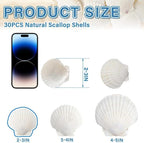 QICQDRAM 30PCS Sea Shells for Crafts Decoration 2''-3'' White Scallop Shells for Crafts DIY Painting Beaching Wedding Decoration, Beach Natural White Seashells Bulk