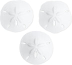 Real Sand Dollars 2.5" to 3" (3 Pack) – Sand Dollar Wall Art & Ornament Set – Beach Wedding Decor – Nautical Party Table Decor – Mini Shells for Crafts – Coastal Gifts