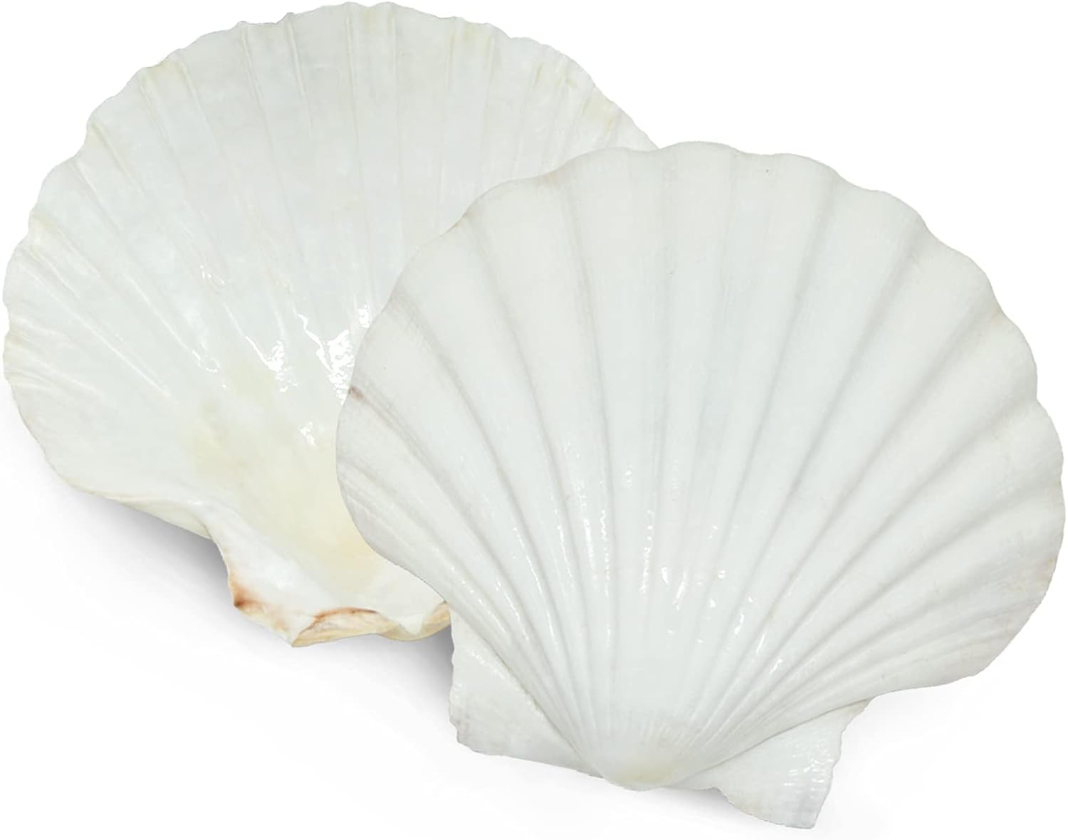 SEAJIAYI 6PCS Scallop Shells for Serving Food,Baking Shells Large Natural White Scallops from Sea Beach for DIY Craft Decor 4-5 Inches