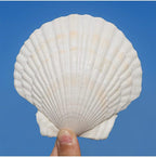 QEQEKAKA 10PCS Large Scallop Shells for Crafts 4''-5'' White Sea Shells for Baking Shells, Crafts DIY Painting Beaching Wedding Decoration, Beach Natural Scallop Shells Bulk