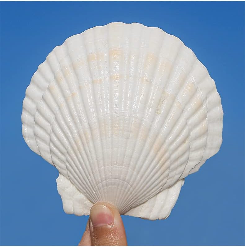 QEQEKAKA 10PCS Large Scallop Shells for Crafts 4''-5'' White Sea Shells for Baking Shells, Crafts DIY Painting Beaching Wedding Decoration, Beach Natural Scallop Shells Bulk