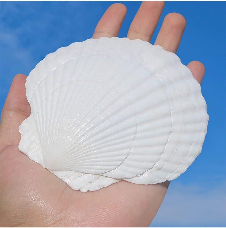 QEQEKAKA 10PCS Large Scallop Shells for Crafts 4''-5'' White Sea Shells for Baking Shells, Crafts DIY Painting Beaching Wedding Decoration, Beach Natural Scallop Shells Bulk