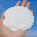 QEQEKAKA 10PCS Large Scallop Shells for Crafts 4''-5'' White Sea Shells for Baking Shells, Crafts DIY Painting Beaching Wedding Decoration, Beach Natural Scallop Shells Bulk