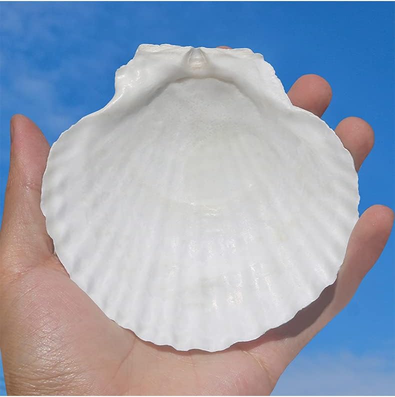 QEQEKAKA 10PCS Large Scallop Shells for Crafts 4''-5'' White Sea Shells for Baking Shells, Crafts DIY Painting Beaching Wedding Decoration, Beach Natural Scallop Shells Bulk