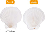 30PCS Natural Scallop Shells White Sea Shells for Decorating from Sea Beach Real Seashells for DIY Craft Painting Ocean Themed Party Wedding 2''-3''