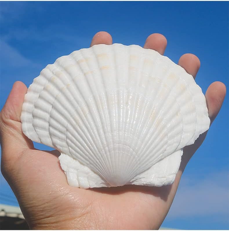 QEQEKAKA 10PCS Large Scallop Shells for Crafts 4''-5'' White Sea Shells for Baking Shells, Crafts DIY Painting Beaching Wedding Decoration, Beach Natural Scallop Shells Bulk