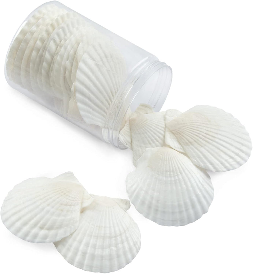 QICQDRAM 30PCS Sea Shells for Crafts Decoration 2''-3'' White Scallop Shells for Crafts DIY Painting Beaching Wedding Decoration, Beach Natural White Seashells Bulk