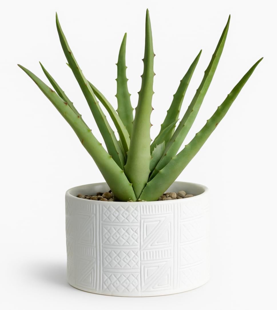 Kurrajong Farmhouse Artificial Plant in White Ceramic Pot | 10" high sage Green Faux Agave Plant | Fake Plant for Desk Decor | Artificial Agave for Home Decor | Artificial Succulent for Shelf Decor