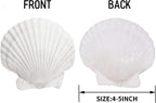 Giftvest 10PCS Sea Shells White Scallop Shells for Crafts Baking Cooking Serving Food, 4-5 inch Large Natural Seashells for DIY Crafts Seashell Beach Decorations for Home Decor