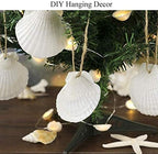 SEAJIAYI 30 PCS Scallop Shells 2-3 Inch Natural White Sea Shells from Sea Beach for DIY Craft Home Décor(6-8 cm)