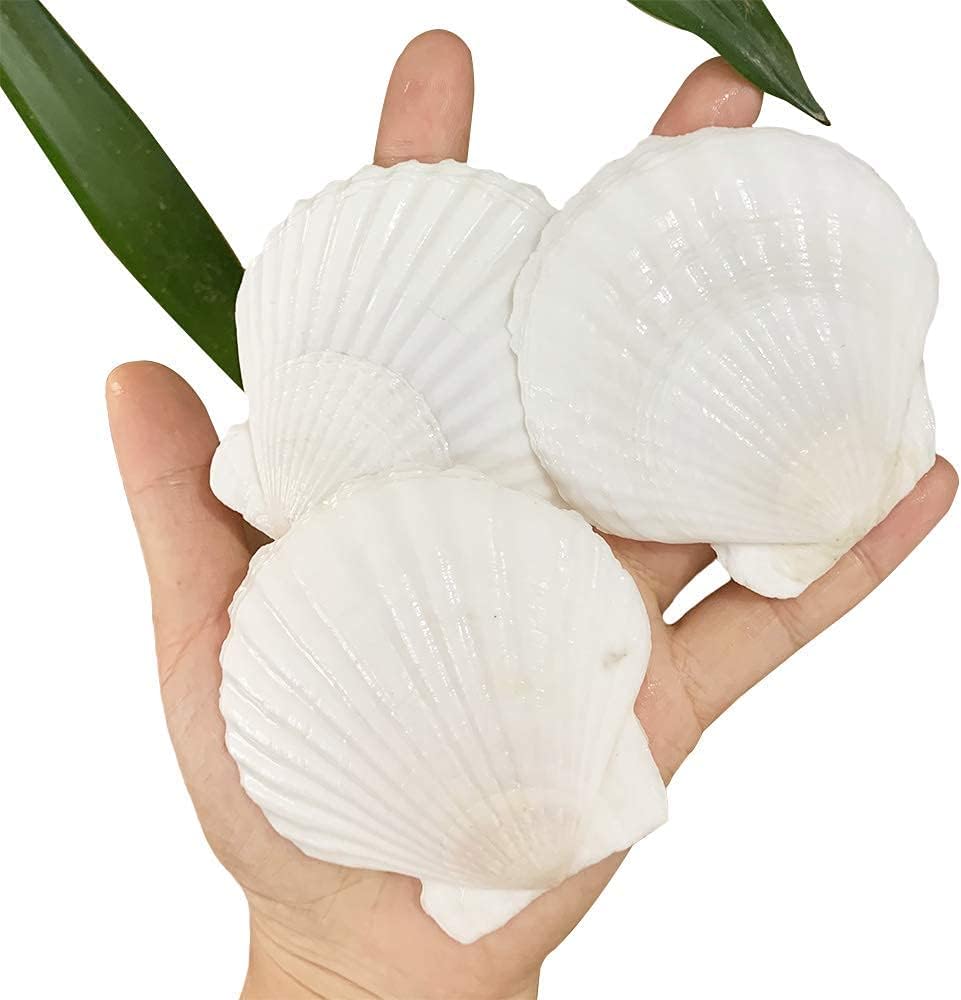 SEAJIAYI 30 PCS Scallop Shells 2-3 Inch Natural White Sea Shells from Sea Beach for DIY Craft Home Décor(6-8 cm)