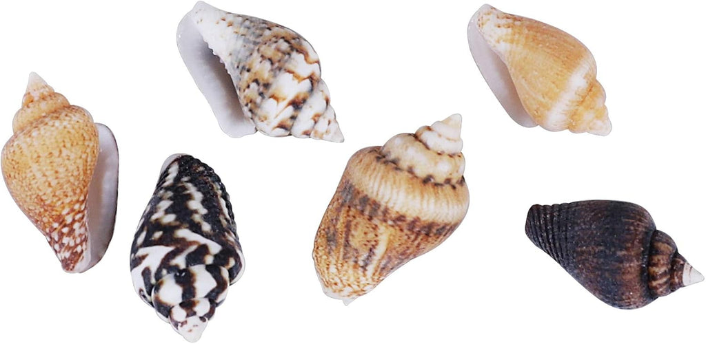 2000 PCS Tiny Mini Small Sea Shells for Crafting Spiral Conch Shells for Crafts Charms for Home Decorations Candle Decor DIY Fish Tank and Beach Vase Filler