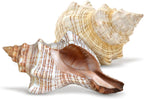 Nautical Crush Trading Fox Striped Conch - 2pc 5-6 inch - Large Sea Shells for Wedding Decor and Beach Themed Party - Handpicked Natural Conch Shell for Crafts and Sea Shells Decoration