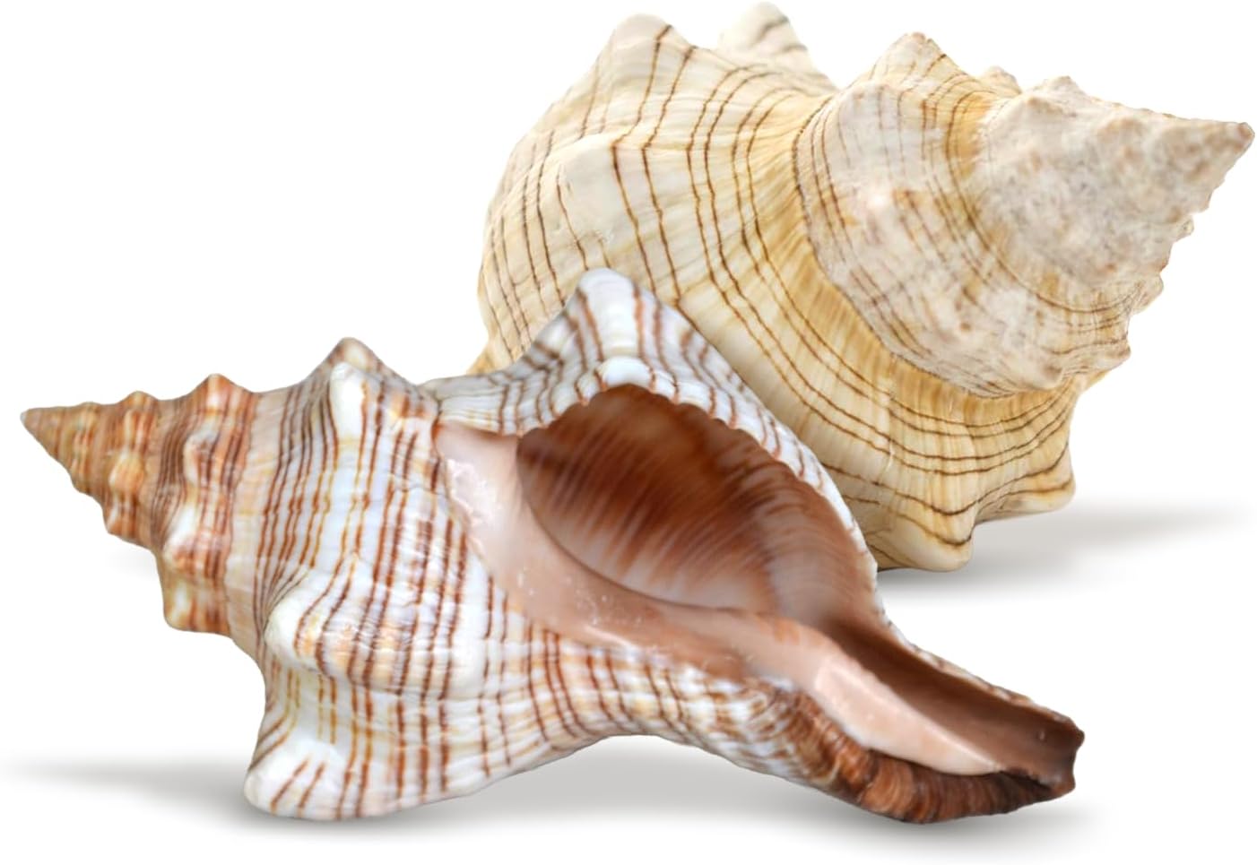 Nautical Crush Trading Fox Striped Conch - 2pc 5-6 inch - Large Sea Shells for Wedding Decor and Beach Themed Party - Handpicked Natural Conch Shell for Crafts and Sea Shells Decoration