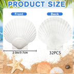 YUJUN 32PCS Natural Scallop Shells,2''-3'' White Seashells Bulk for Crafts DIY Painting Baking and Ocean Summer Beach Wedding Home Decorations