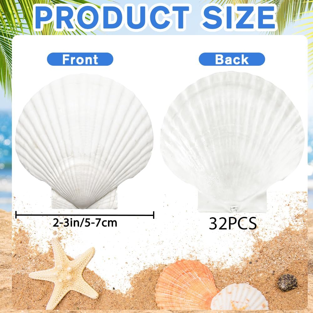 YUJUN 32PCS Natural Scallop Shells,2''-3'' White Seashells Bulk for Crafts DIY Painting Baking and Ocean Summer Beach Wedding Home Decorations