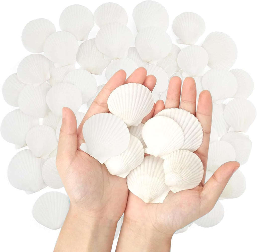 50 PCS Natural Sea Shells 1.6" to 2" White Scallop Shells for DIY Painting Crafts, Wedding Decor, Beach Theme Party, Aquarium Fish Tank and Vase Filler