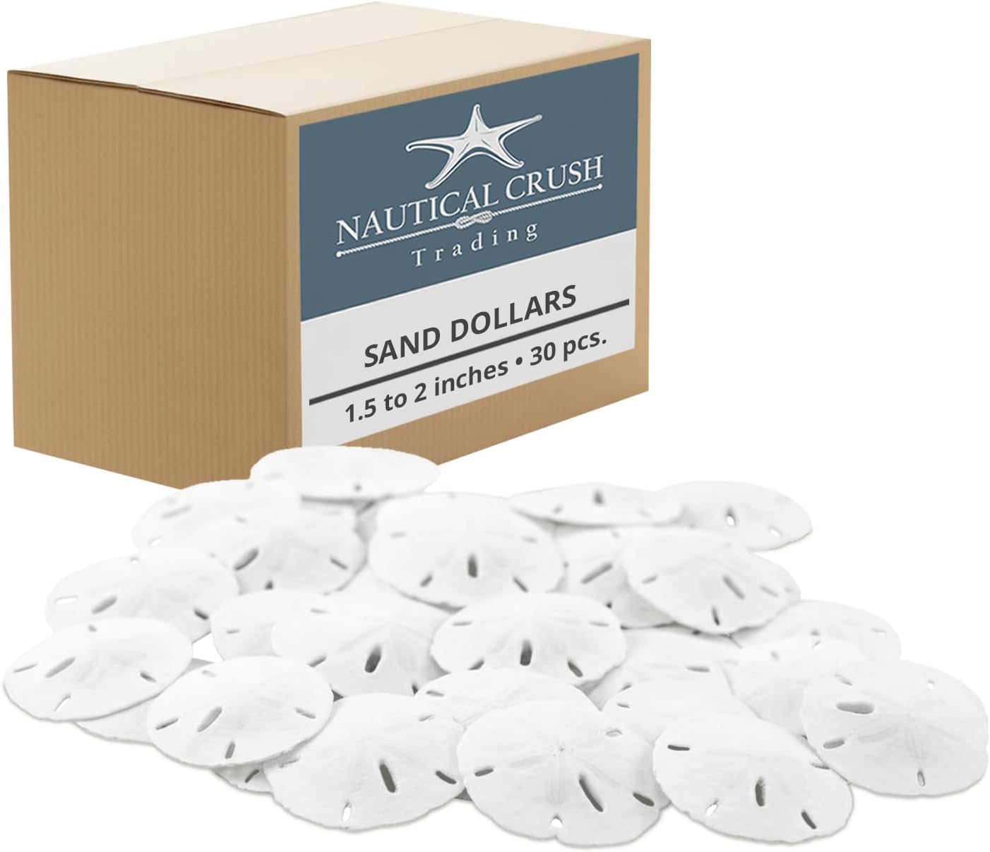 Real Sand Dollars 1.5" to 2" (30 Pack) – Sand Dollar Wall Art & Ornament Set – Beach Wedding Decor – Nautical Party Table Decor – Mini Shells for Crafts – Coastal Gifts
