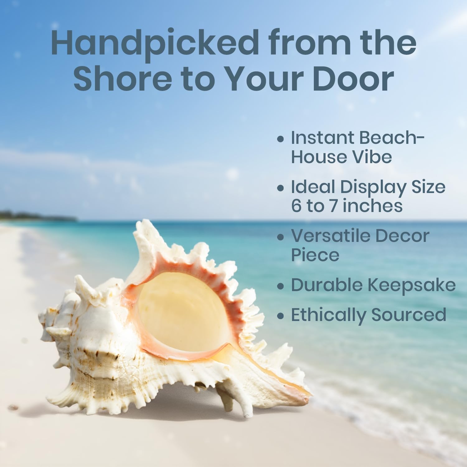 Conch Shell Decor - Seashell Decor - 6-7" Large Murex Ramosus Sea Shell - Shells for Decoration - Large Seashells for Crafts - Magic Conch Shell Room Decor