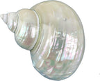 Worlds White Jade Turbo Pearled Sea Shells&Hermit Crab Sea Shells,Turbo Shells 3-1/2"~4" Inch