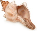 Giant Natural Conch Shell, Striped Fox Conch Seashell 1 Shell 6-7 inches, Large Sea Shell for Vase Filler, Air Plants, Wedding Decor Beach Theme Party