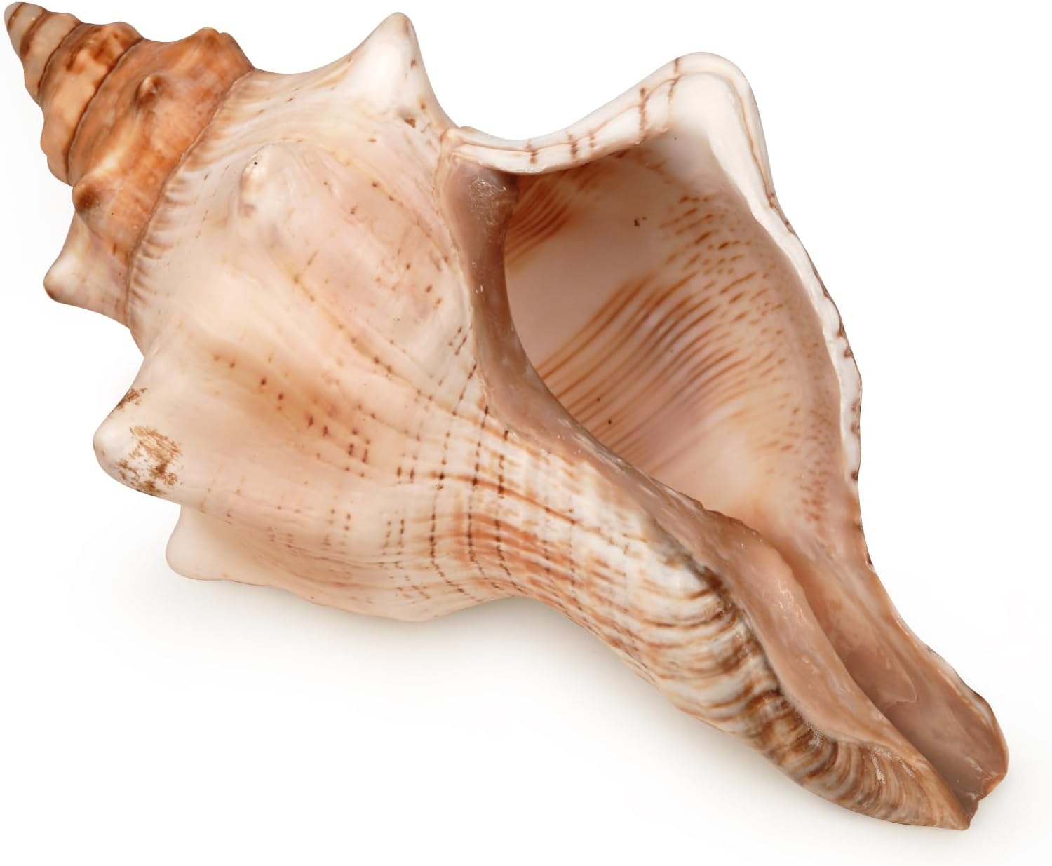 Giant Natural Conch Shell, Striped Fox Conch Seashell 1 Shell 6-7 inches, Large Sea Shell for Vase Filler, Air Plants, Wedding Decor Beach Theme Party