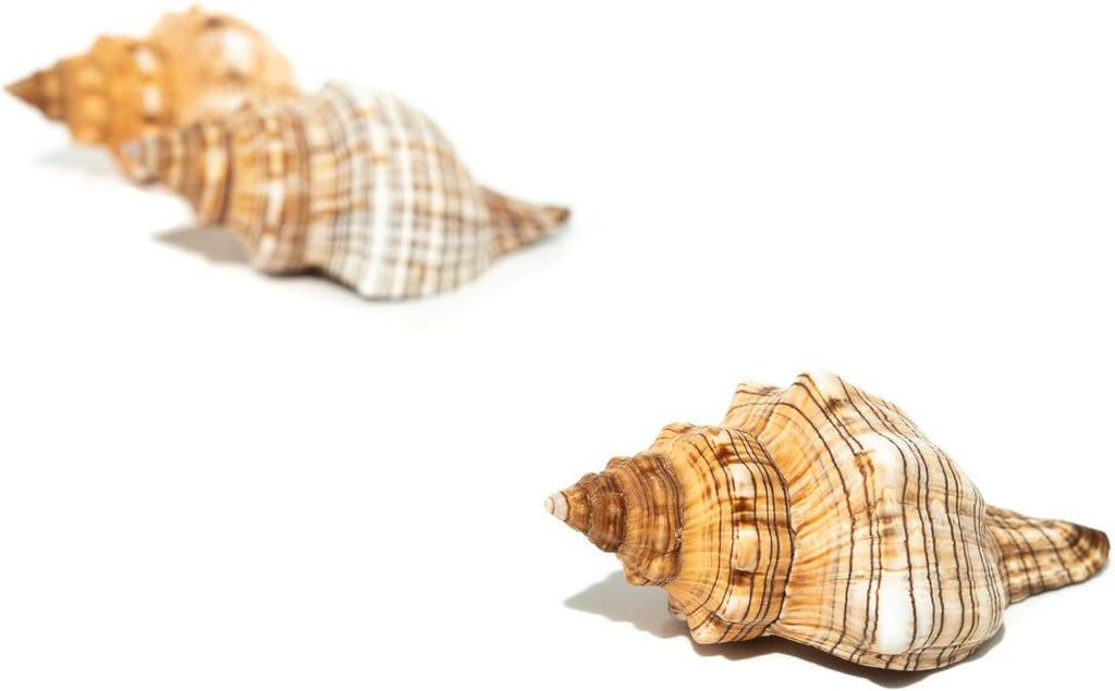 Striped Fox Sea Shell | 3 Striped Fox Conch Sea Shells | 3"-4" Collector Shell |3 piece Set for Display or Decor | Plus Free Nautical Ebook by Joseph Rains