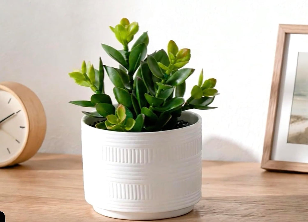 Kurrajong Farmhouse Artificial Plant in Matte White Ceramic Pot | 7.5" Fake Plant for Desk Decor | Artificial Succulent in Pot | Fake Succulent | Faux Plant Indoor | Faux Plant for Shelf Decor