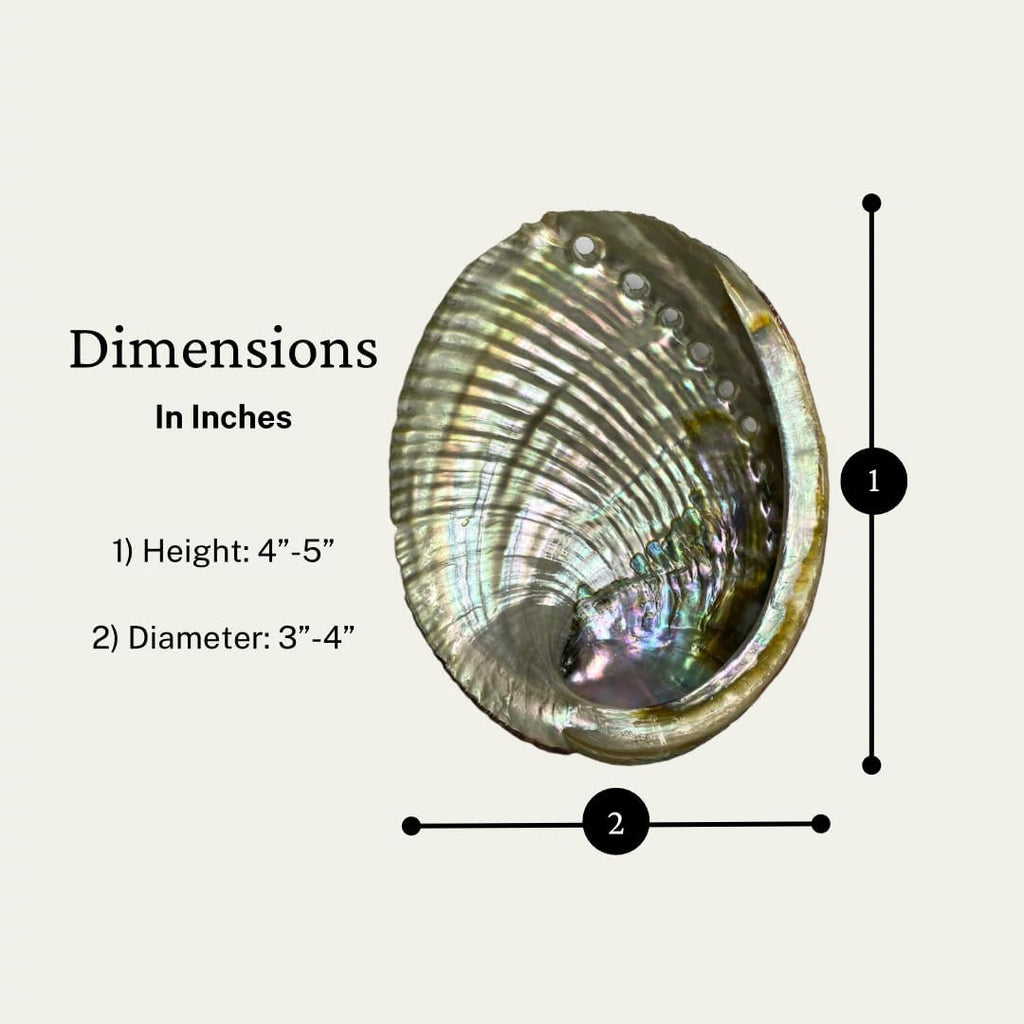 NessaStores 1 Abalone Shell 4 to 5 Inches | Beautiful All Natural Smudge Bowl - Perfect for Smudge Sticks, Incense Sticks and a Sage Smudge Kit. JC-011