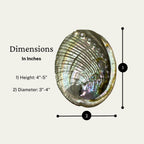NessaStores 1 Abalone Shell 4 to 5 Inches | Beautiful All Natural Smudge Bowl - Perfect for Smudge Sticks, Incense Sticks and a Sage Smudge Kit. JC-011